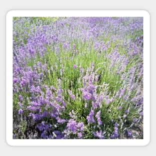 Lavender Sticker